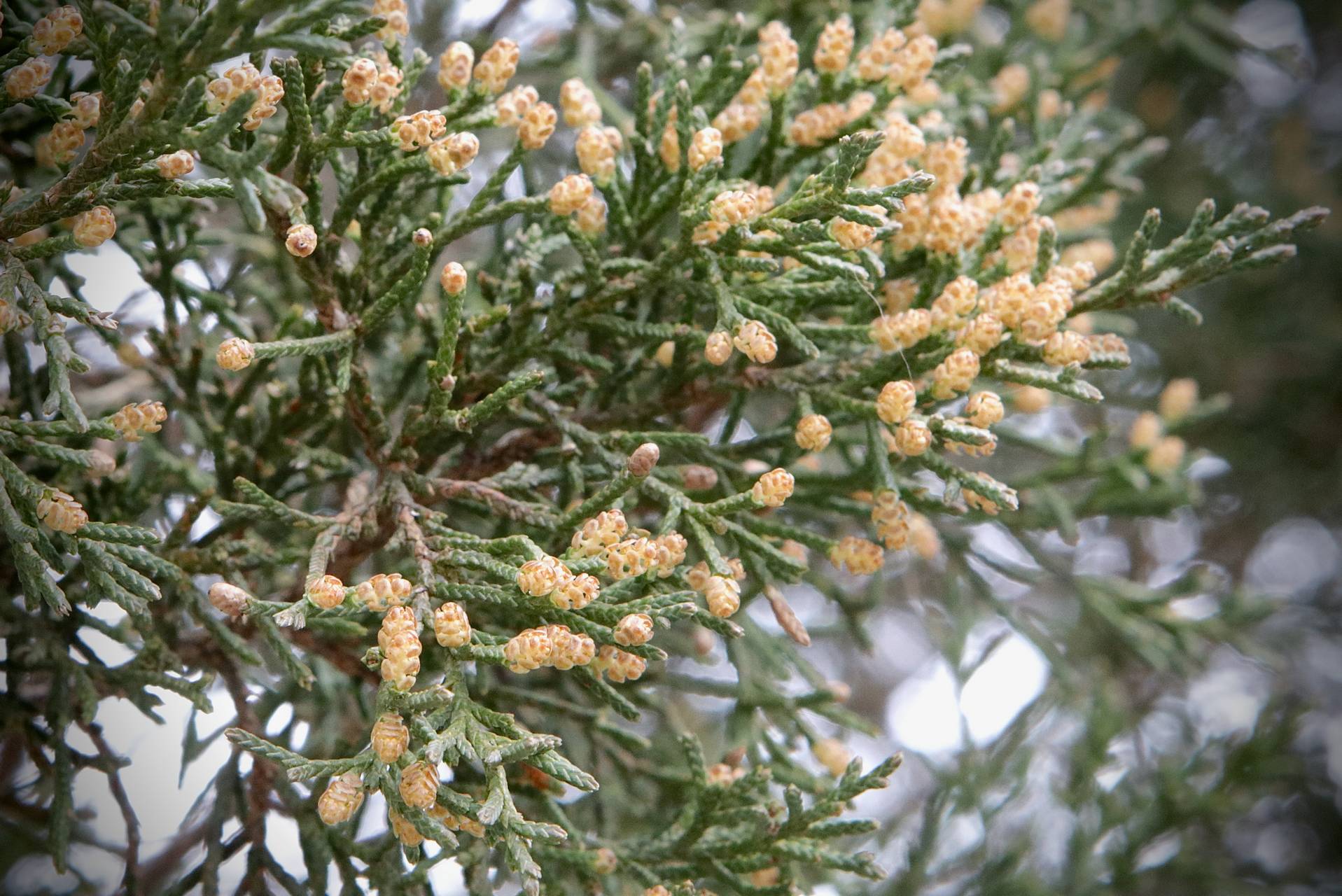 Photo of Eastern Red Cedar