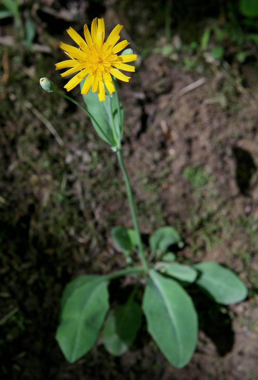 Photo of Two-Flower Dwarf Dandelion