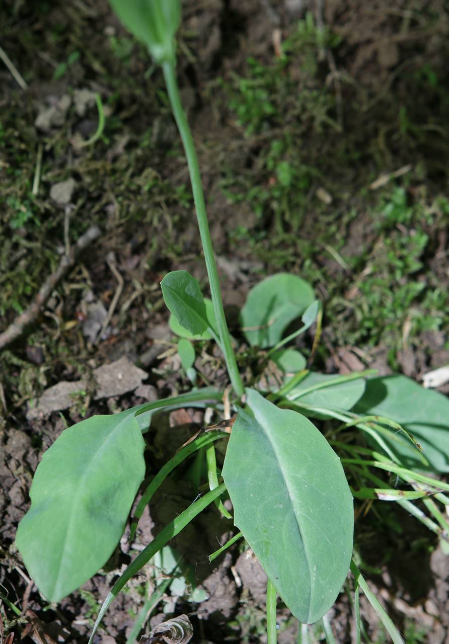 Photo of Two-Flower Dwarf Dandelion