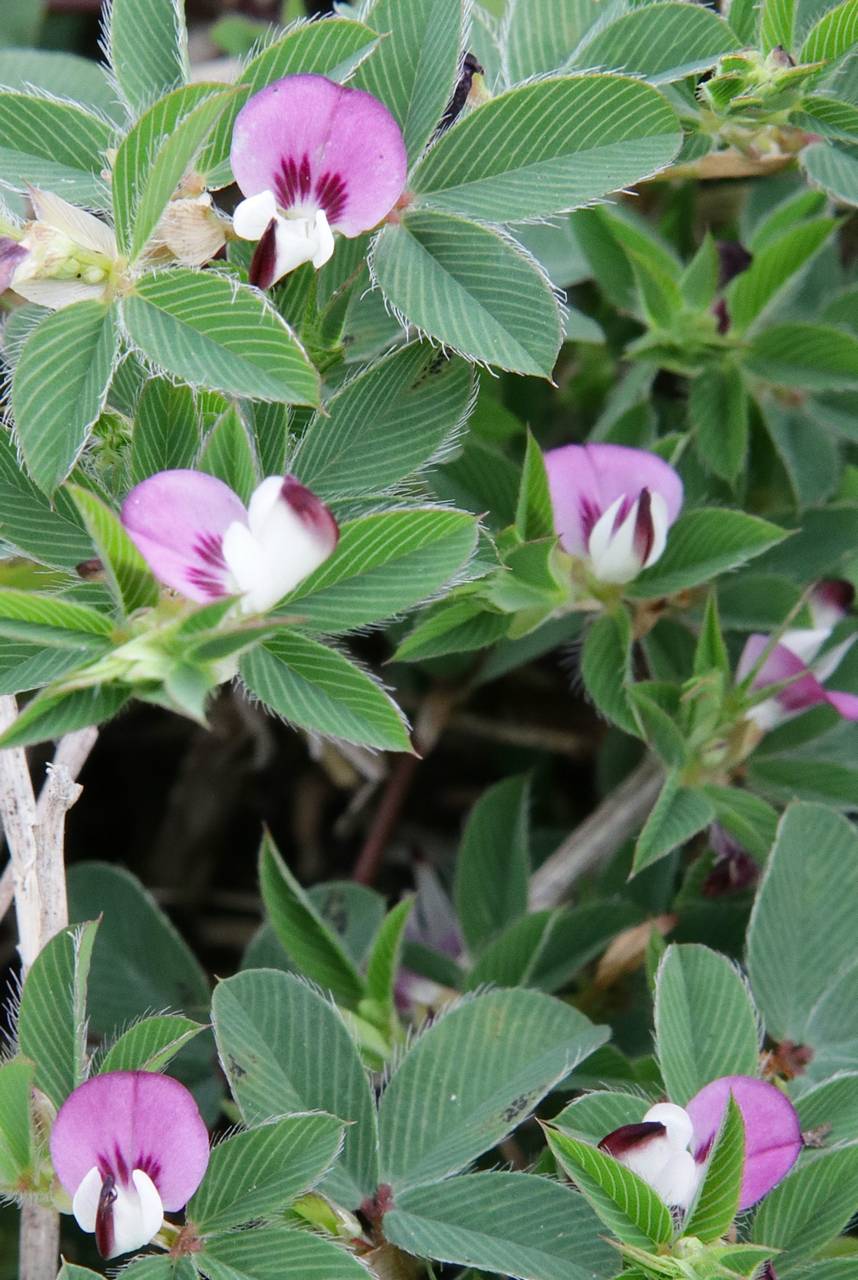 Photo of Korean Clover