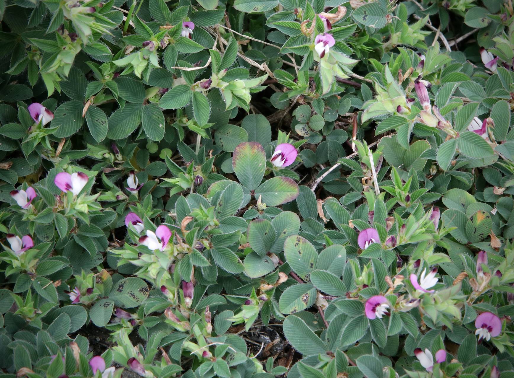 Photo of Korean Clover