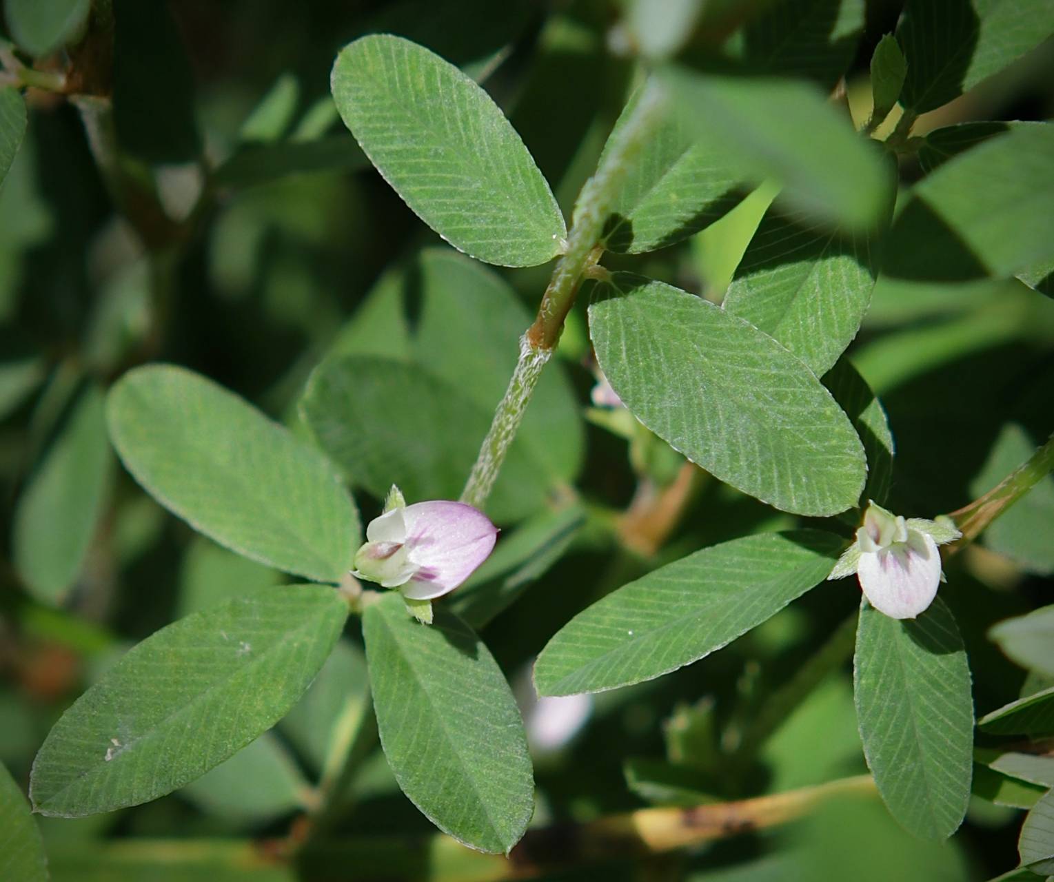 Photo of Japanese Clover