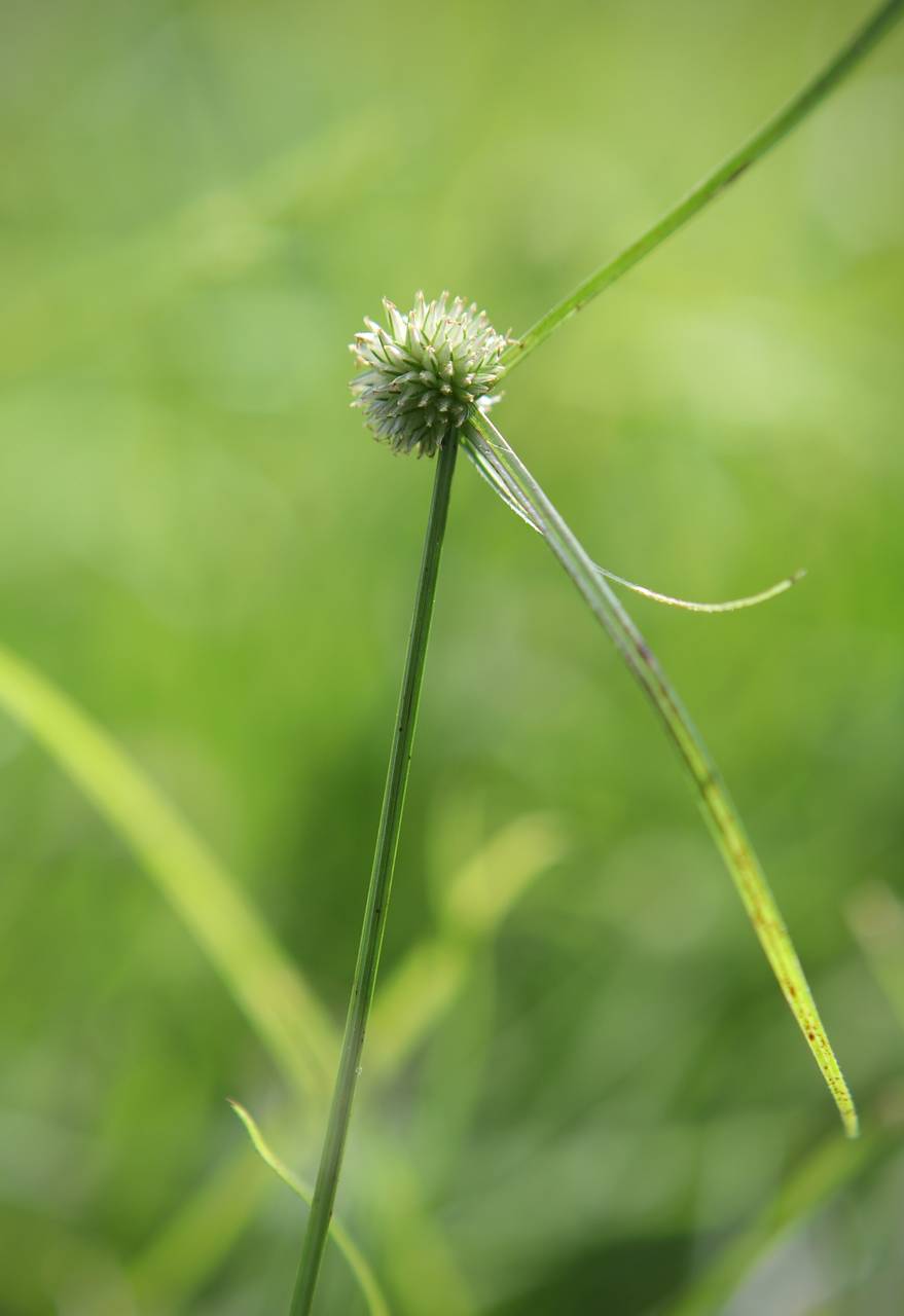 Photo of Pasture Spikesedge
