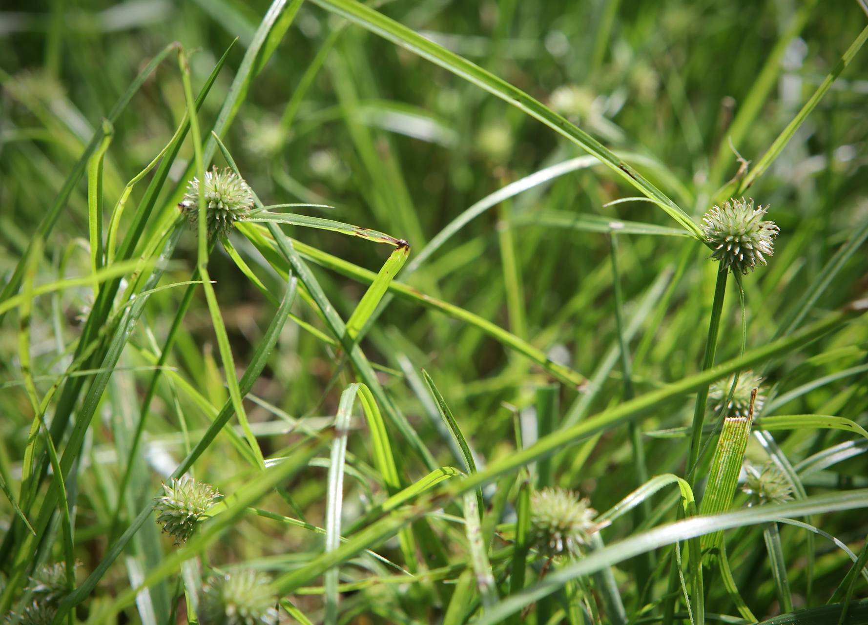 Photo of Pasture Spikesedge