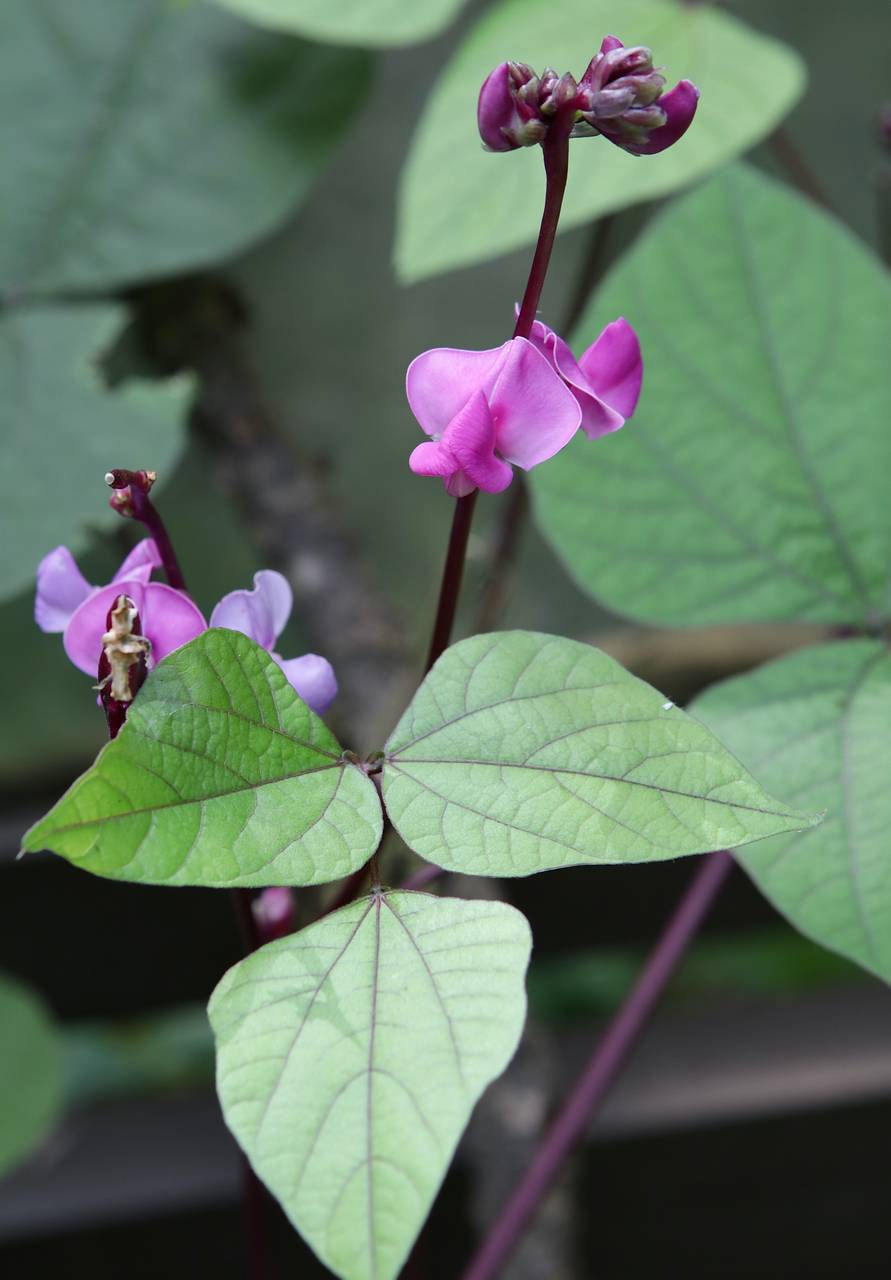 Photo of Hyacinth Bean