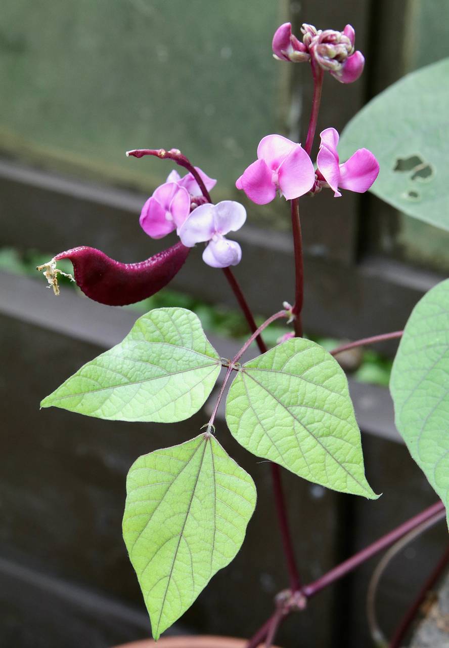Photo of Hyacinth Bean