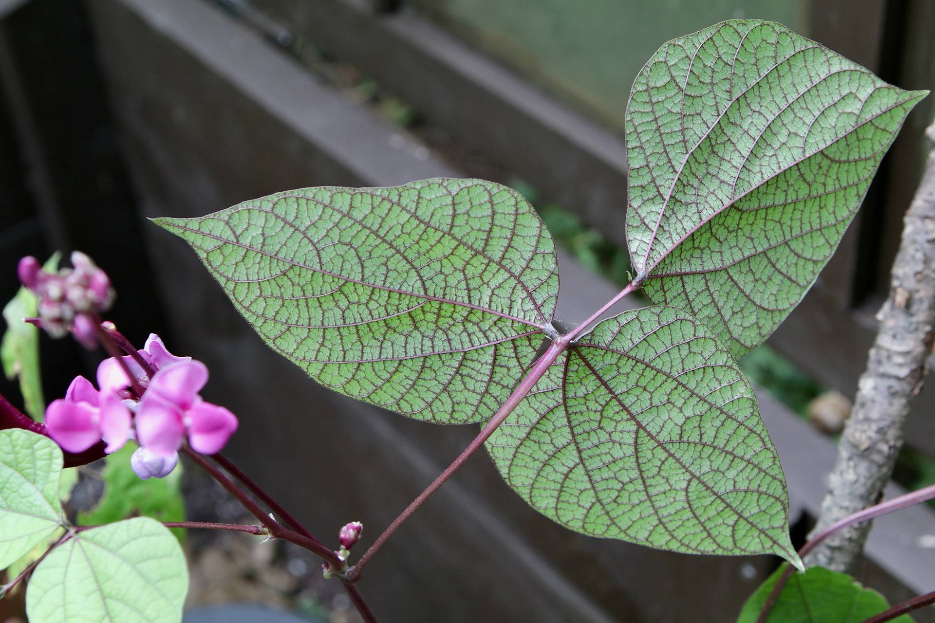Photo of Hyacinth Bean