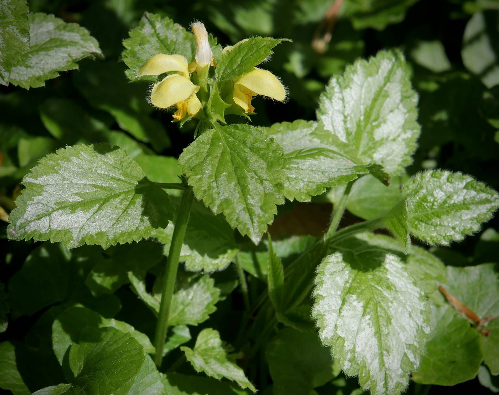 Photo of Yellow Archangel
