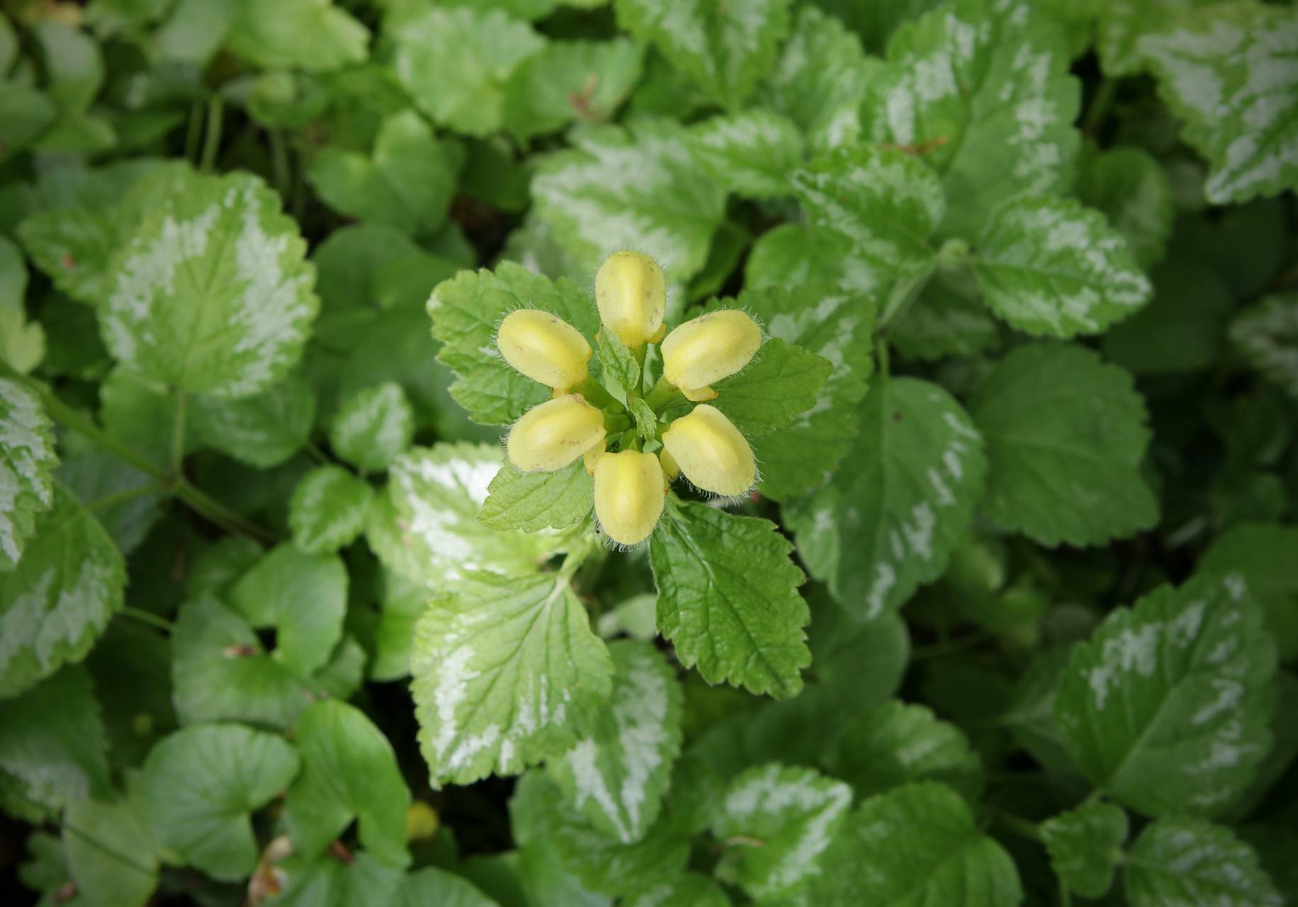 Photo of Yellow Archangel