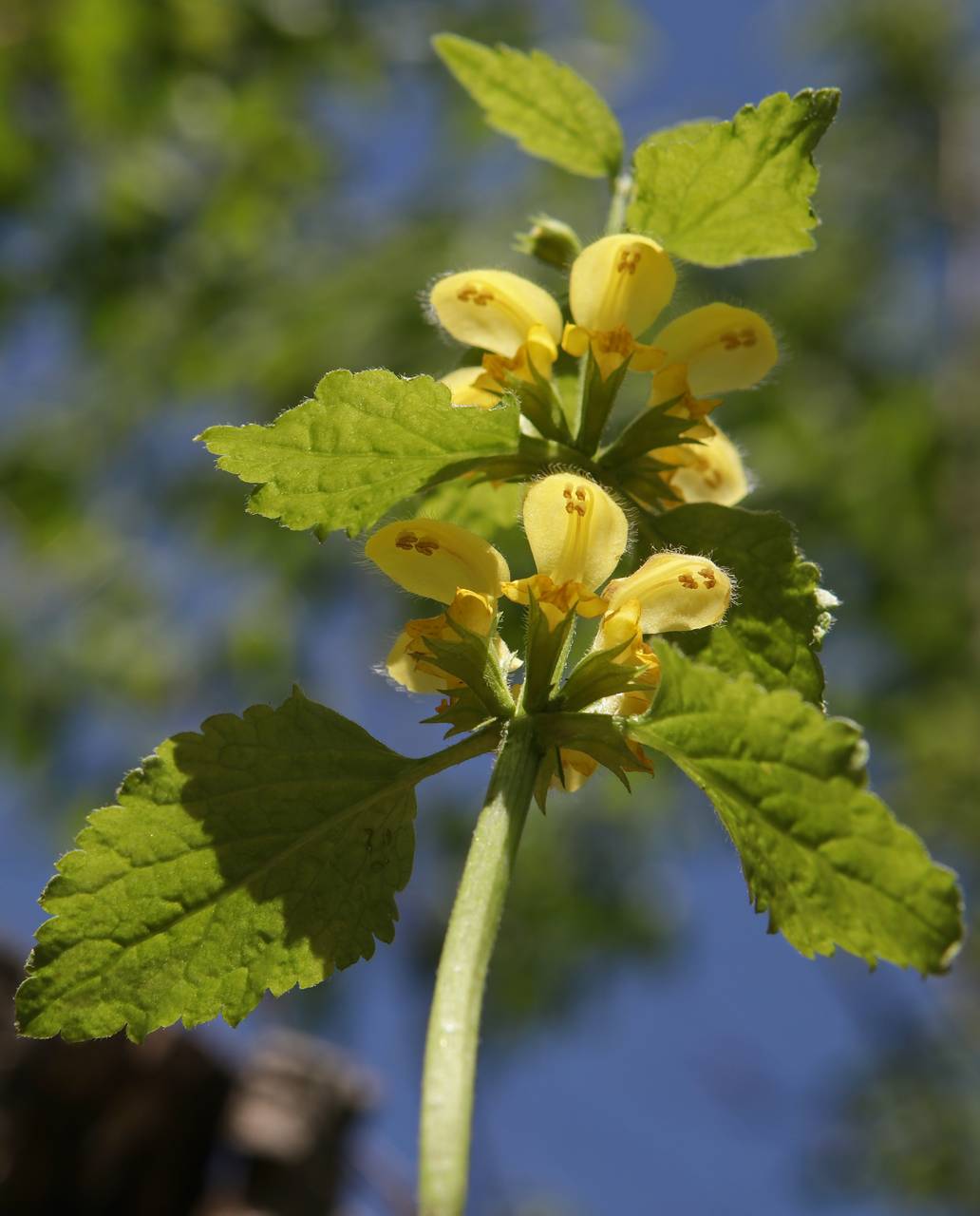 Photo of Yellow Archangel