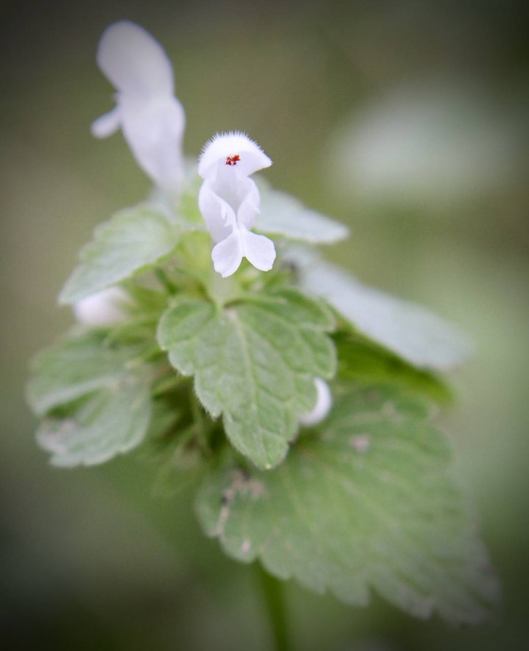 Photo of White Deadnettle