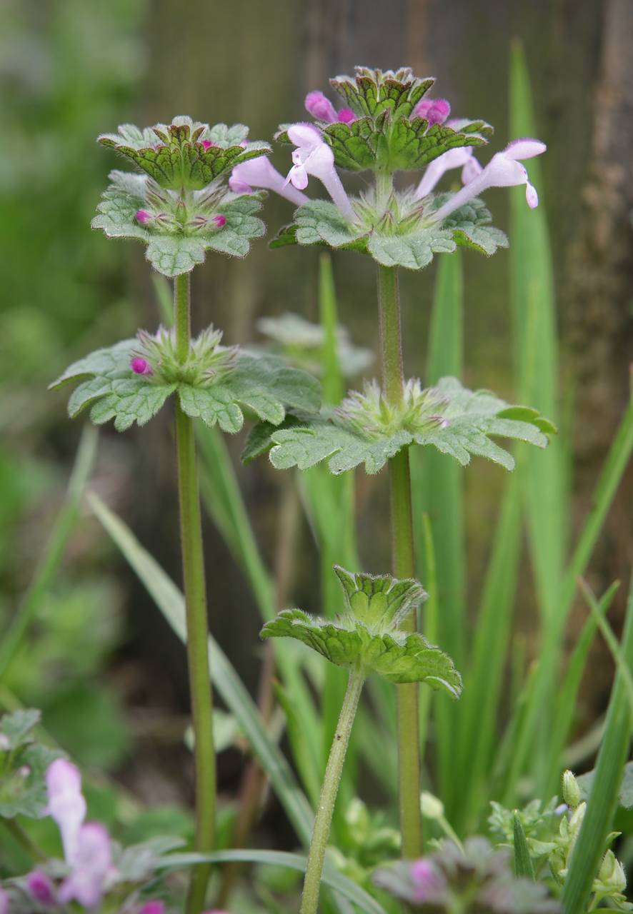Photo of Henbit