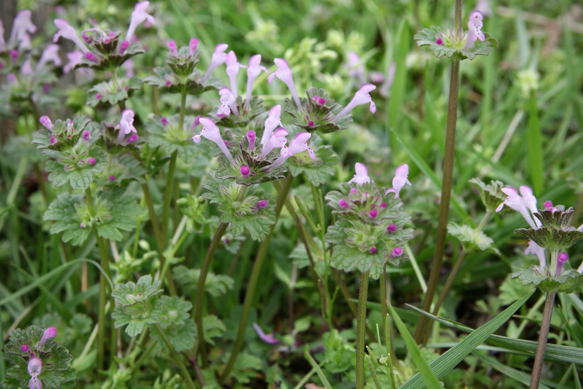 Photo of Henbit