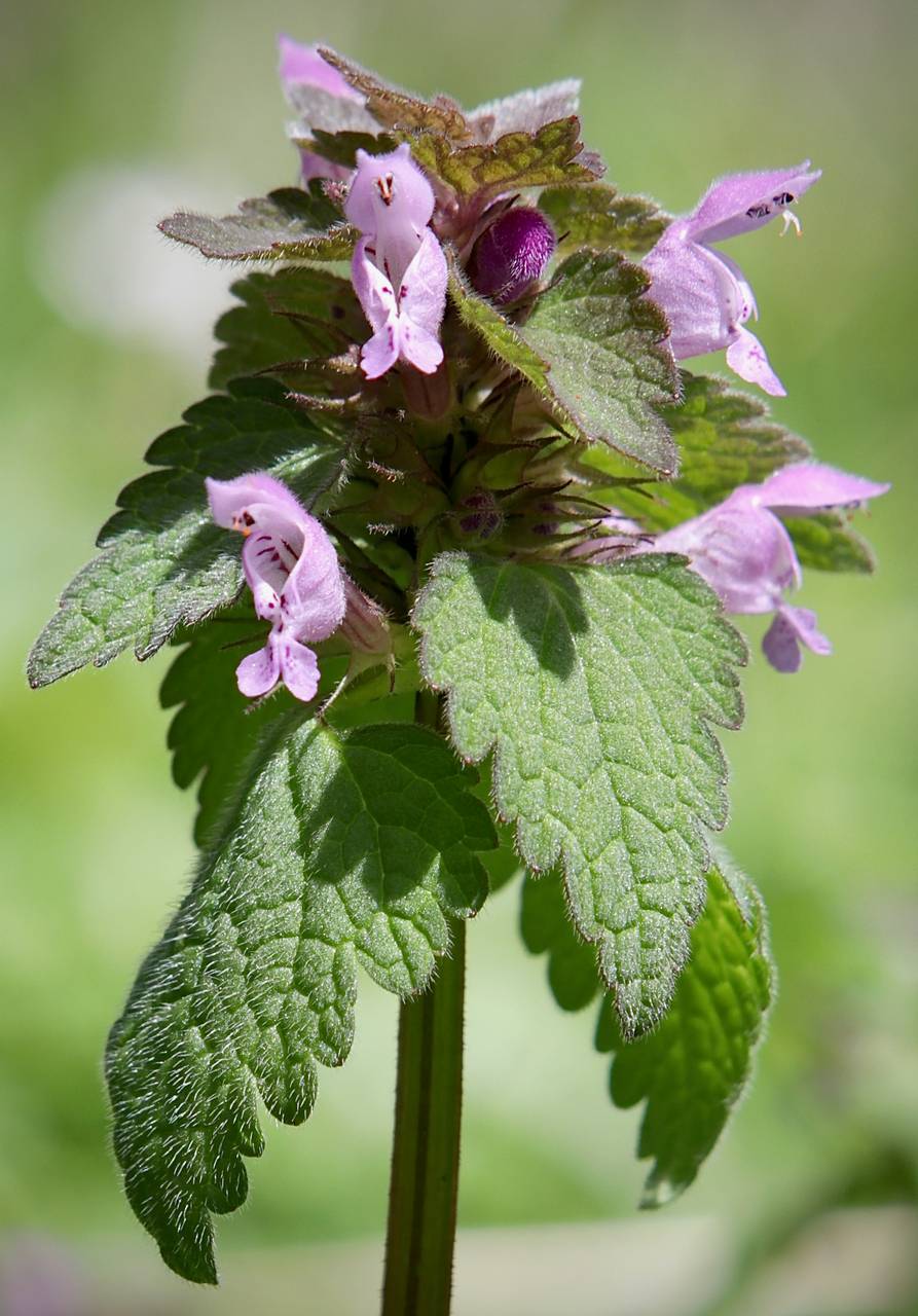 Photo of Purple Dead-Nettle