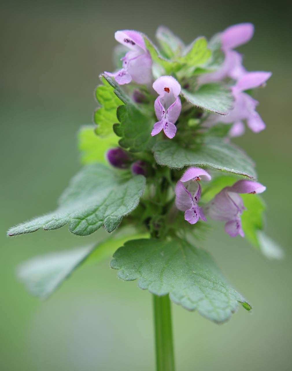 Photo of Purple Dead-Nettle