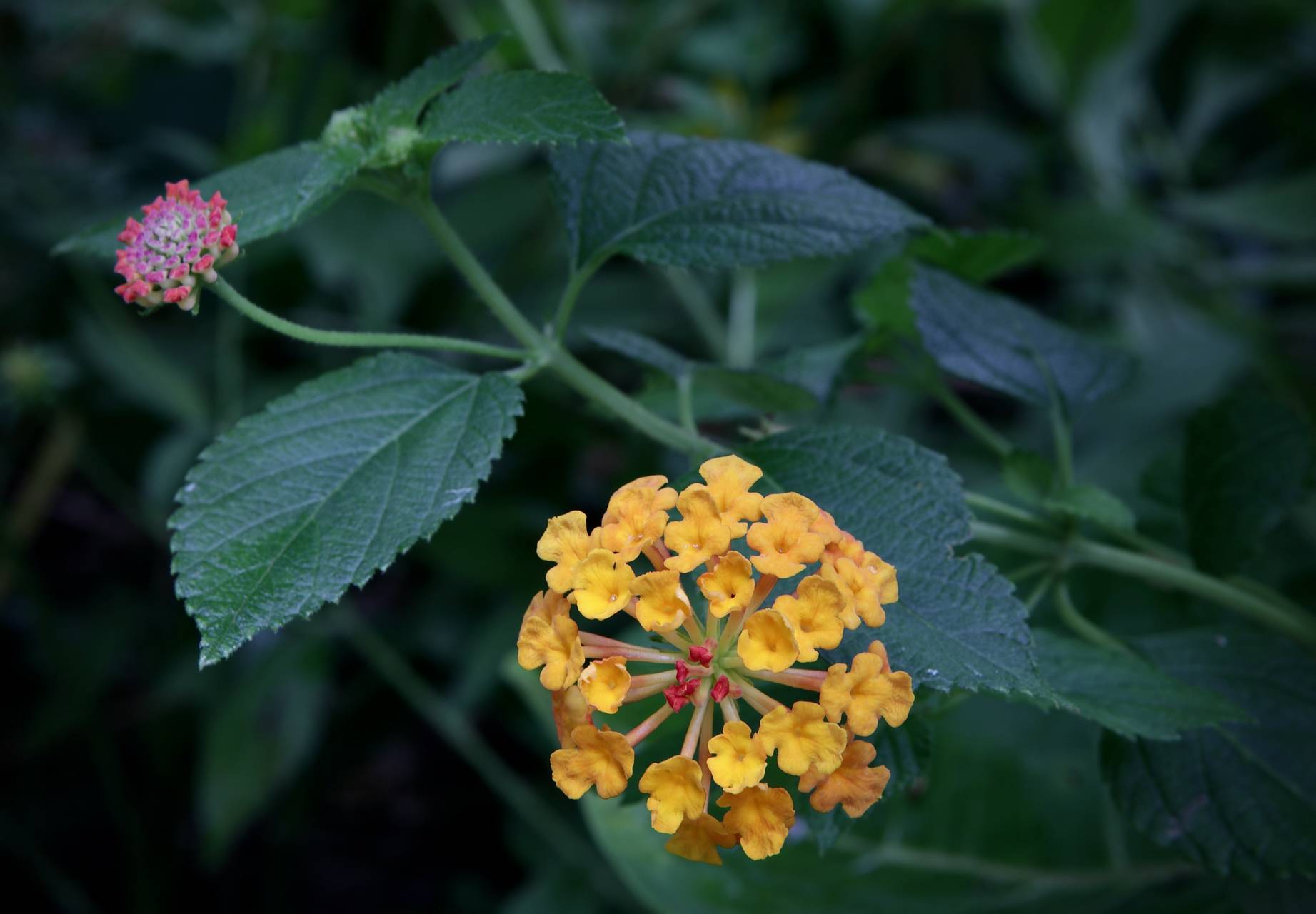 Photo of Common Lantana