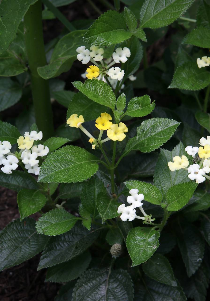 Photo of Common Lantana