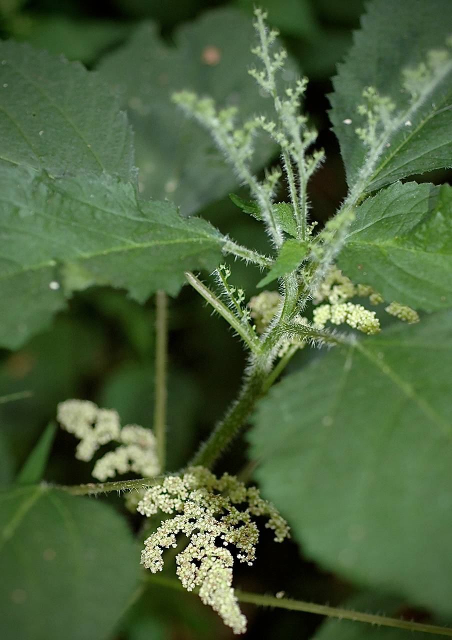 Photo of Wood Nettle