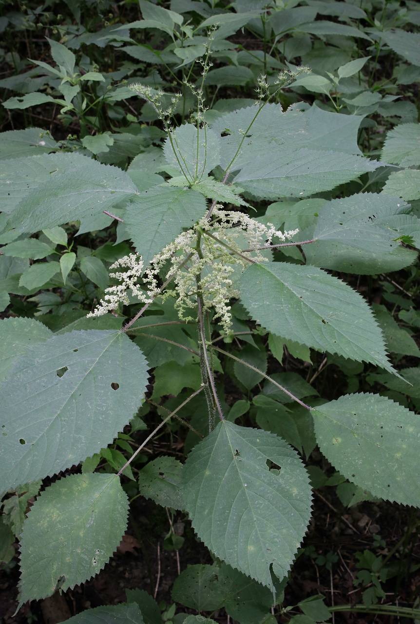 Photo of Wood Nettle