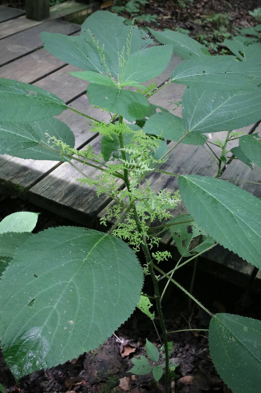 Photo of Wood Nettle
