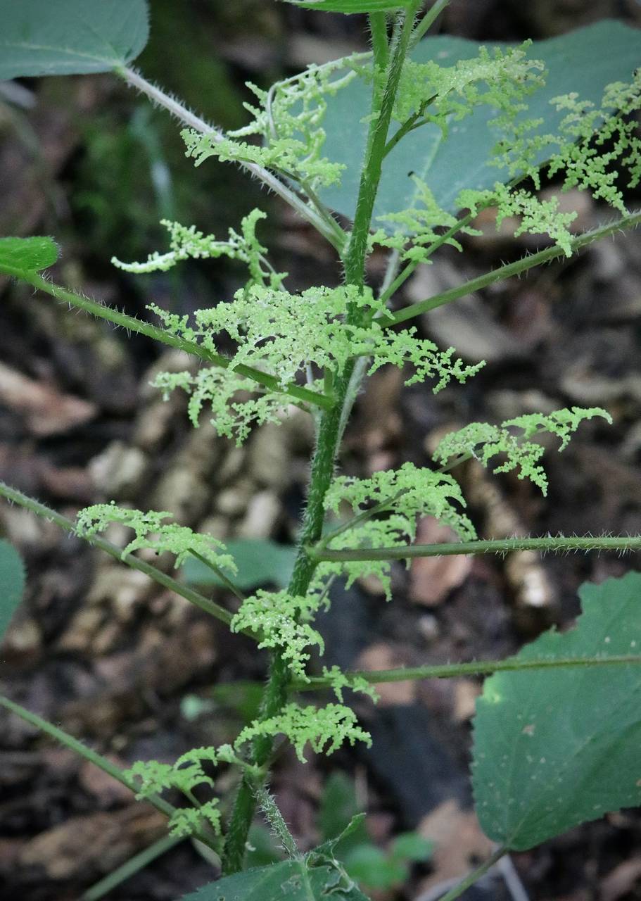 Photo of Wood Nettle