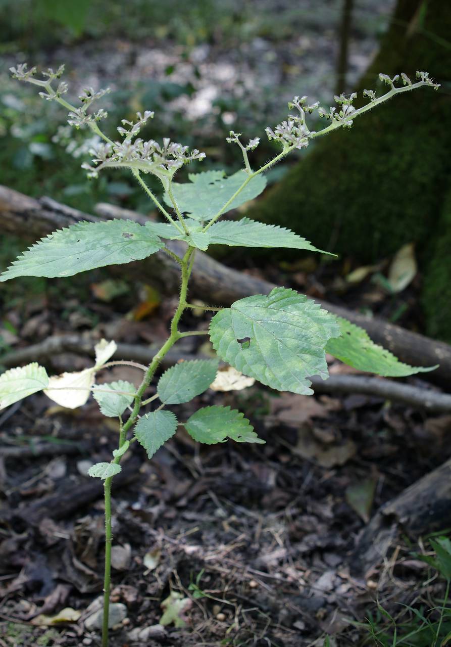 Photo of Wood Nettle
