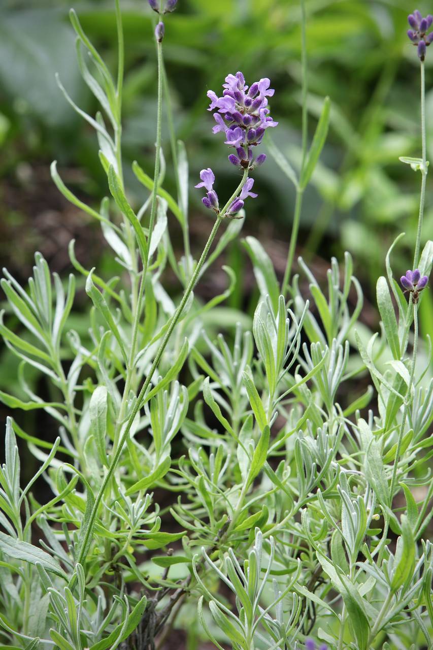 Photo of English Lavender