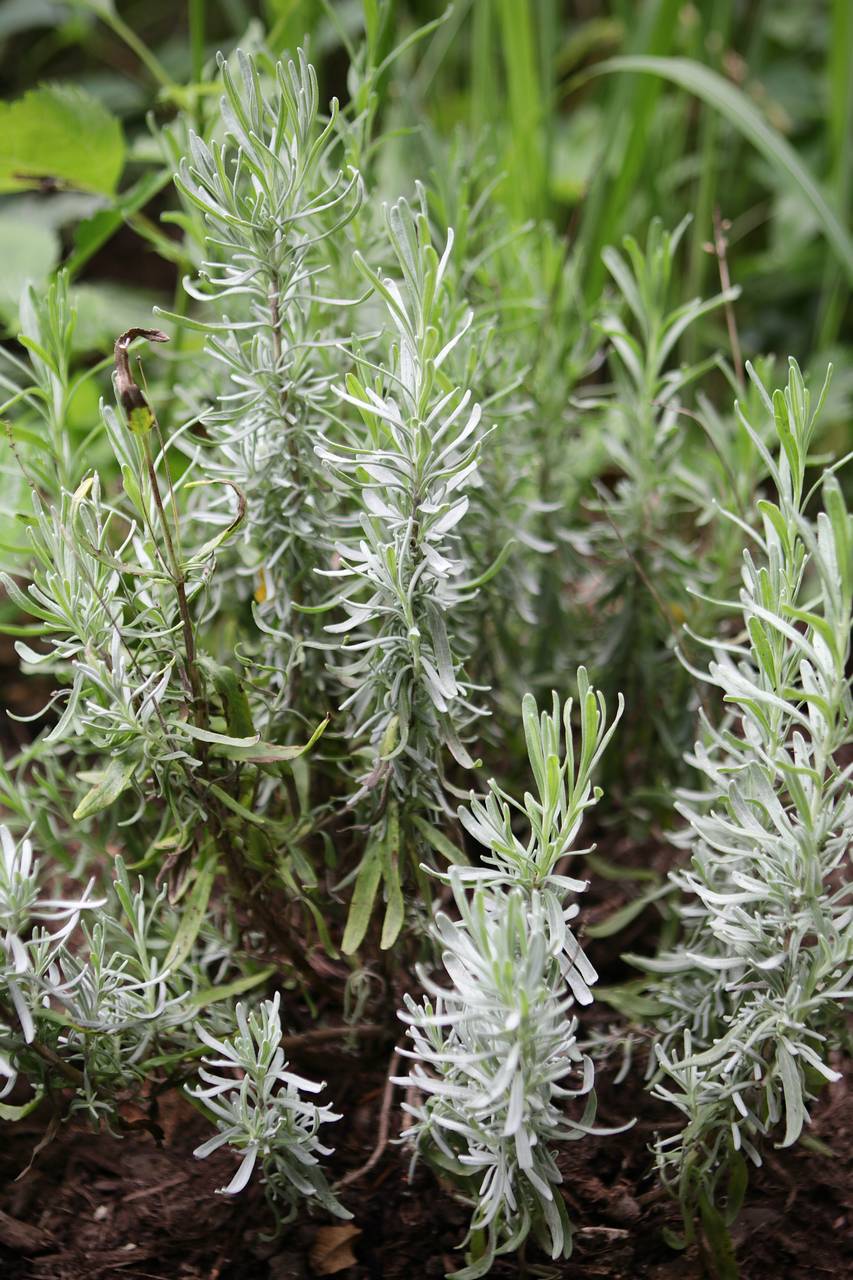 Photo of English Lavender