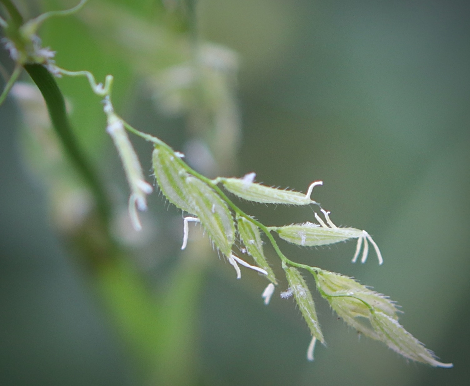 Photo of Rice Cutgrass
