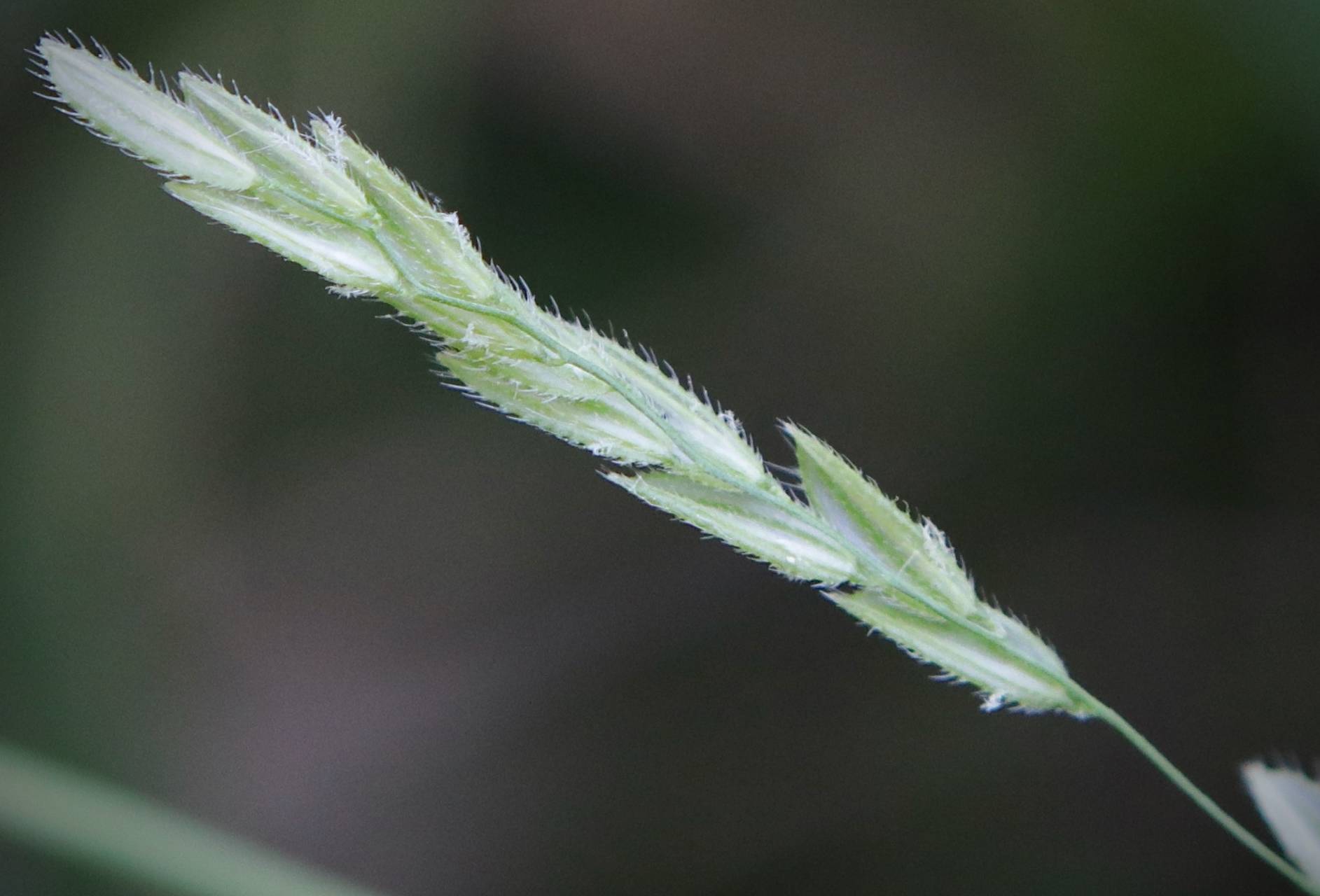 Photo of Rice Cutgrass