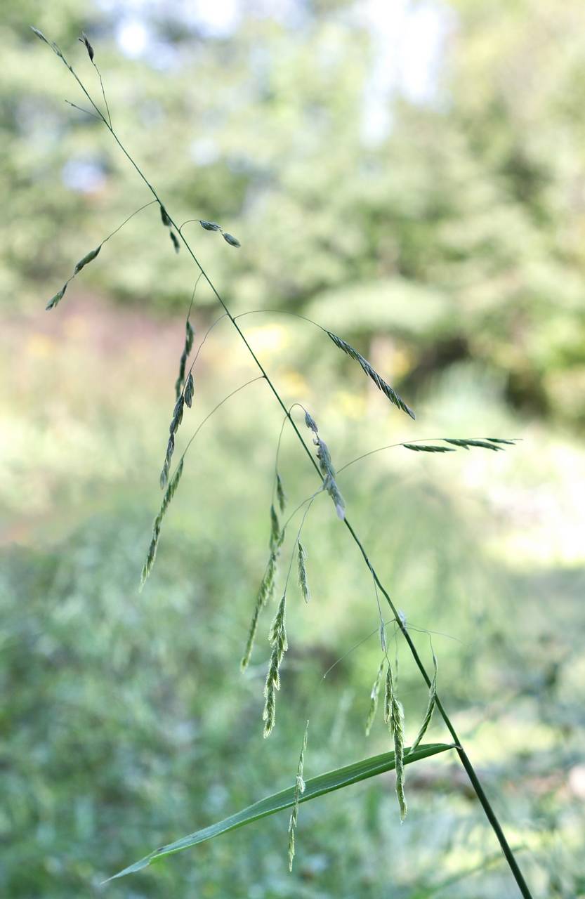 Photo of Rice Cutgrass