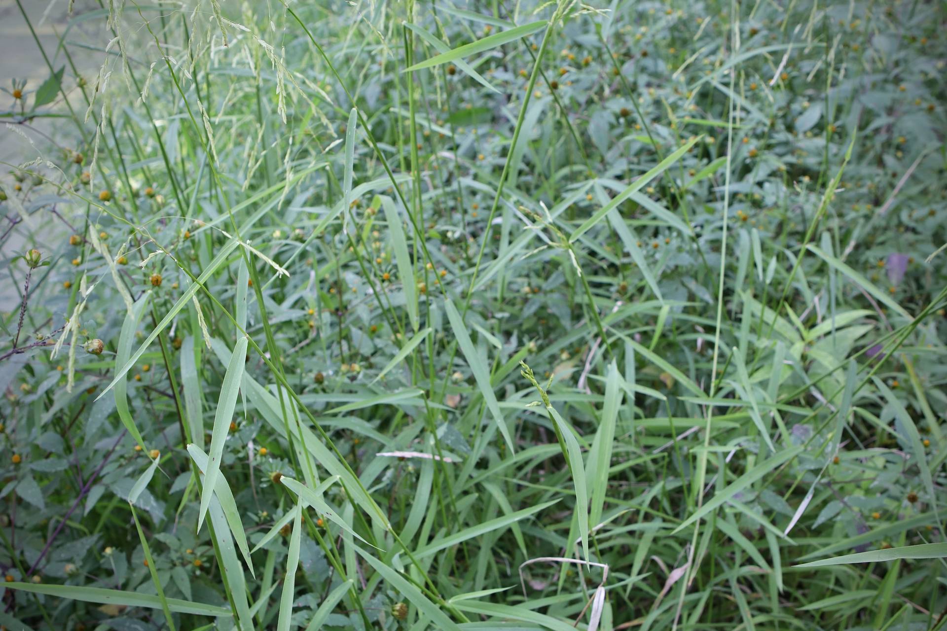 Photo of Rice Cutgrass