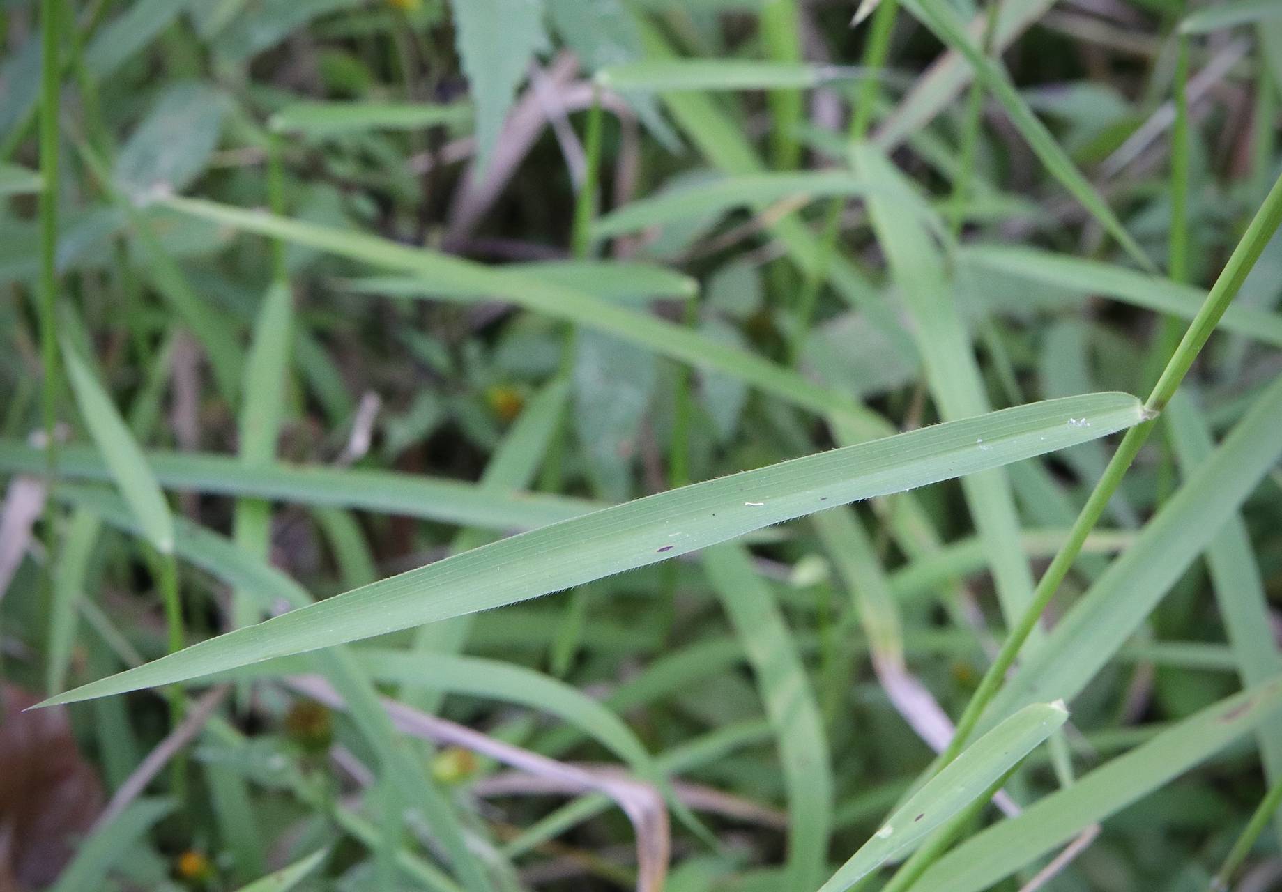 Photo of Rice Cutgrass