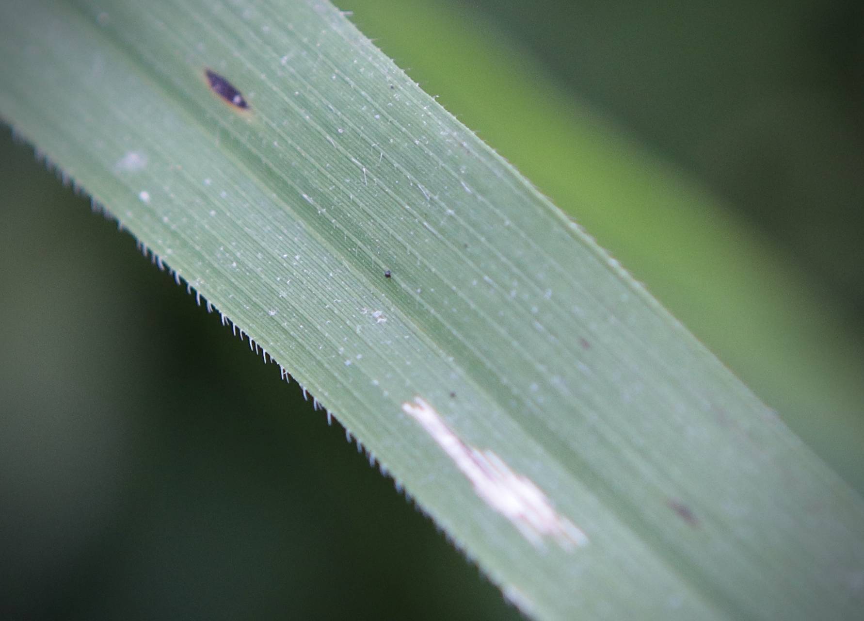 Photo of Rice Cutgrass