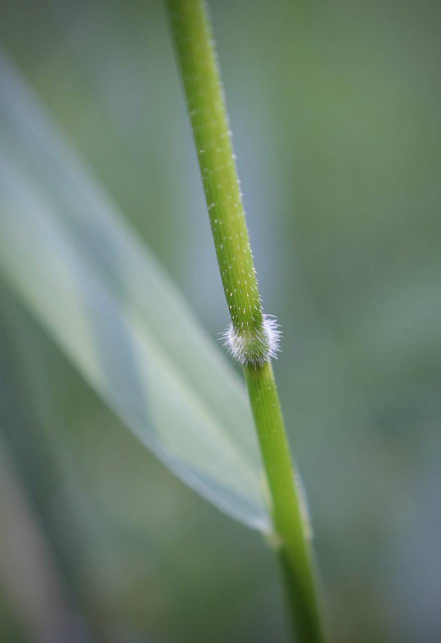 Photo of Rice Cutgrass