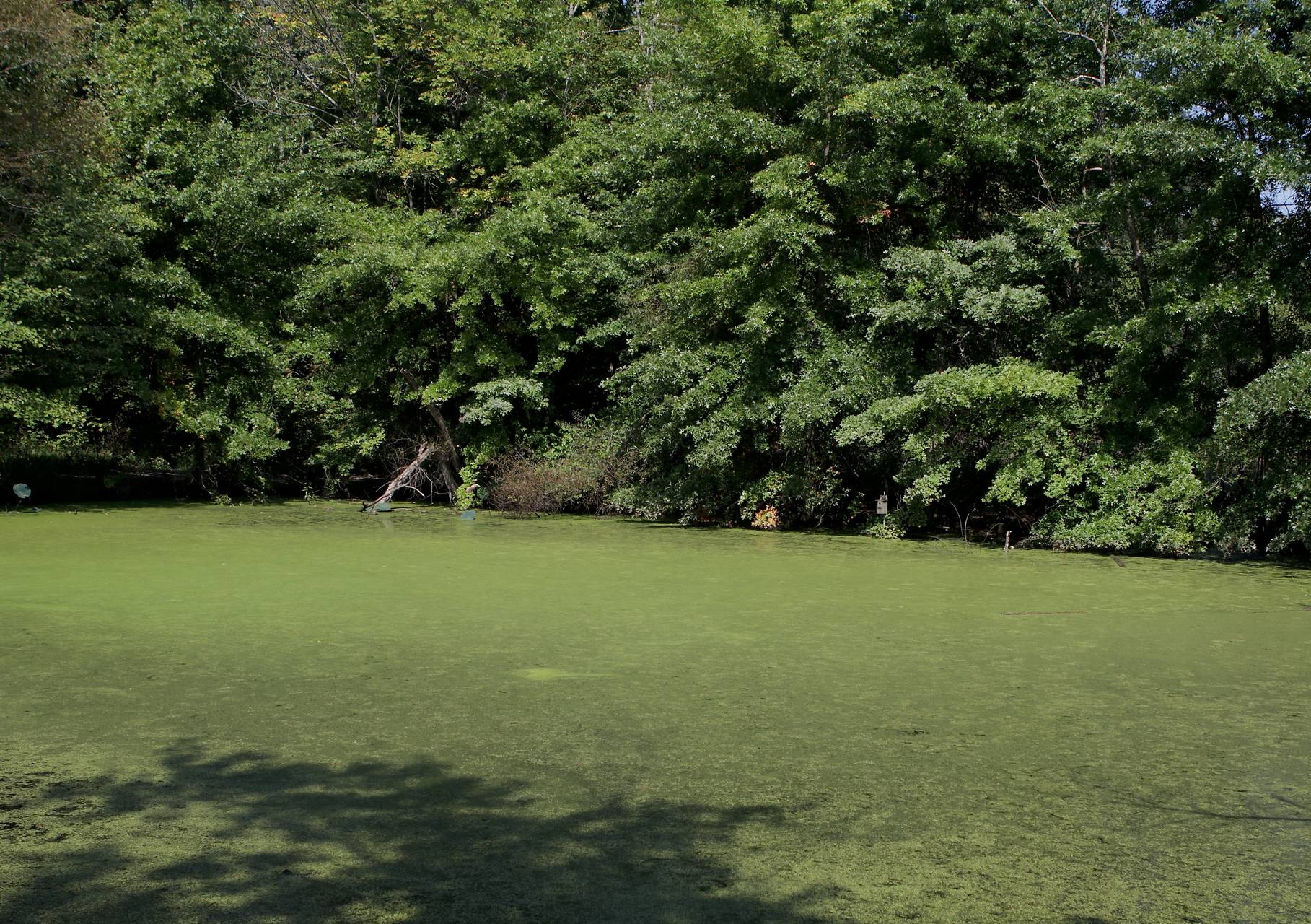 Photo of Common Duckweed
