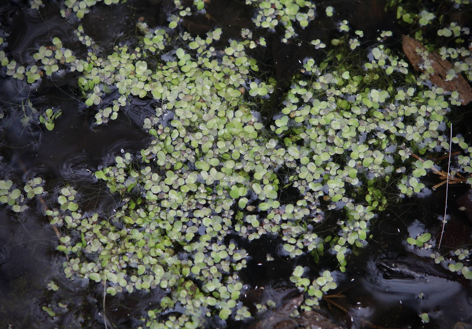 Photo of Common Duckweed