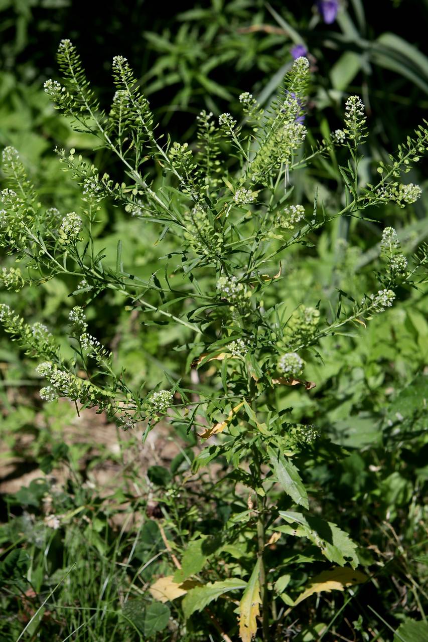 Photo of Common Peppergrass