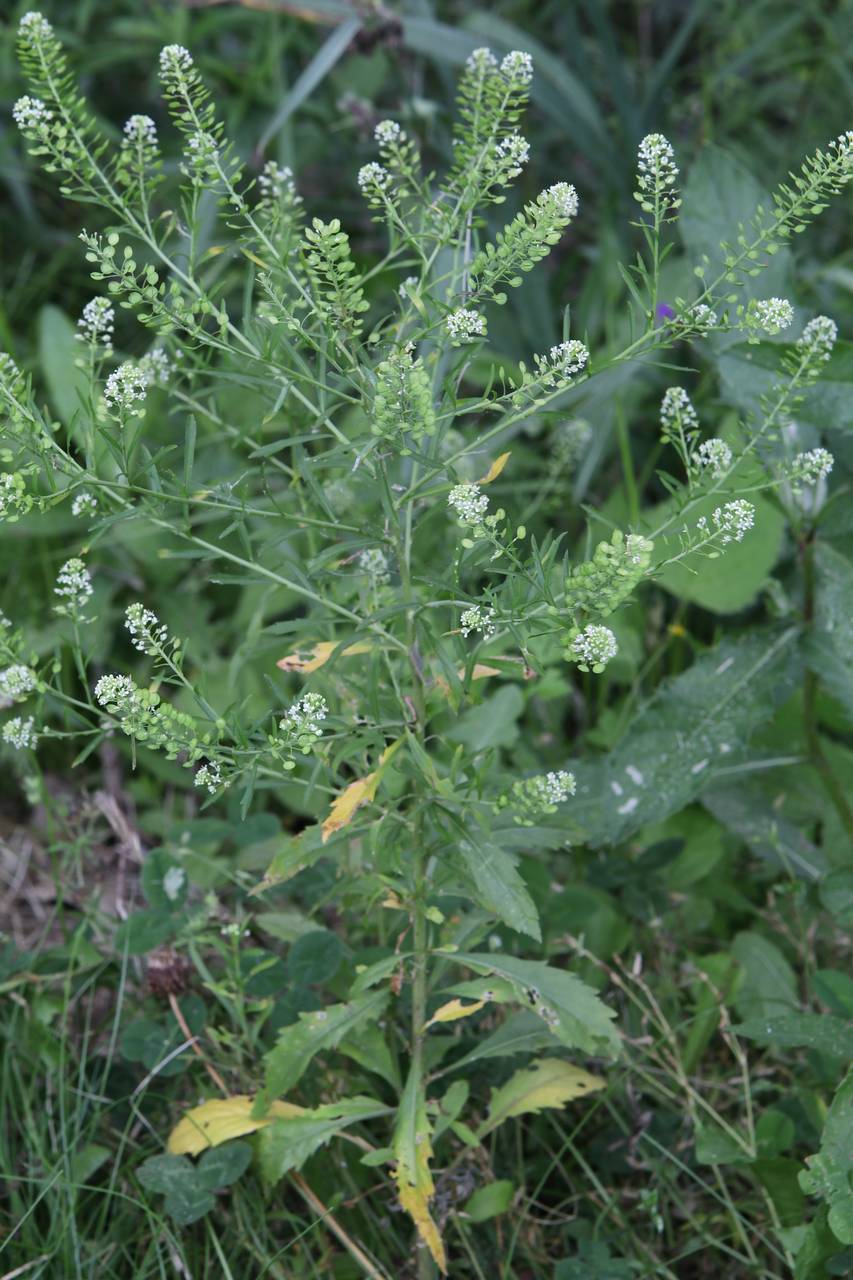Photo of Common Peppergrass