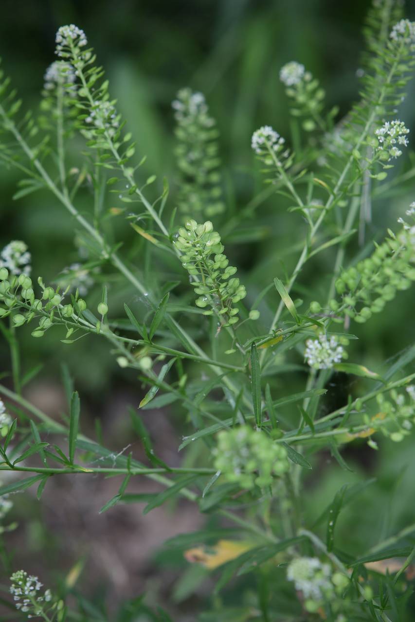 Photo of Common Peppergrass