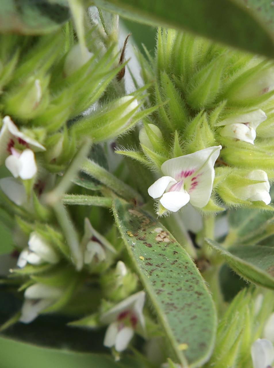 Photo of Round-Headed Bush Clover