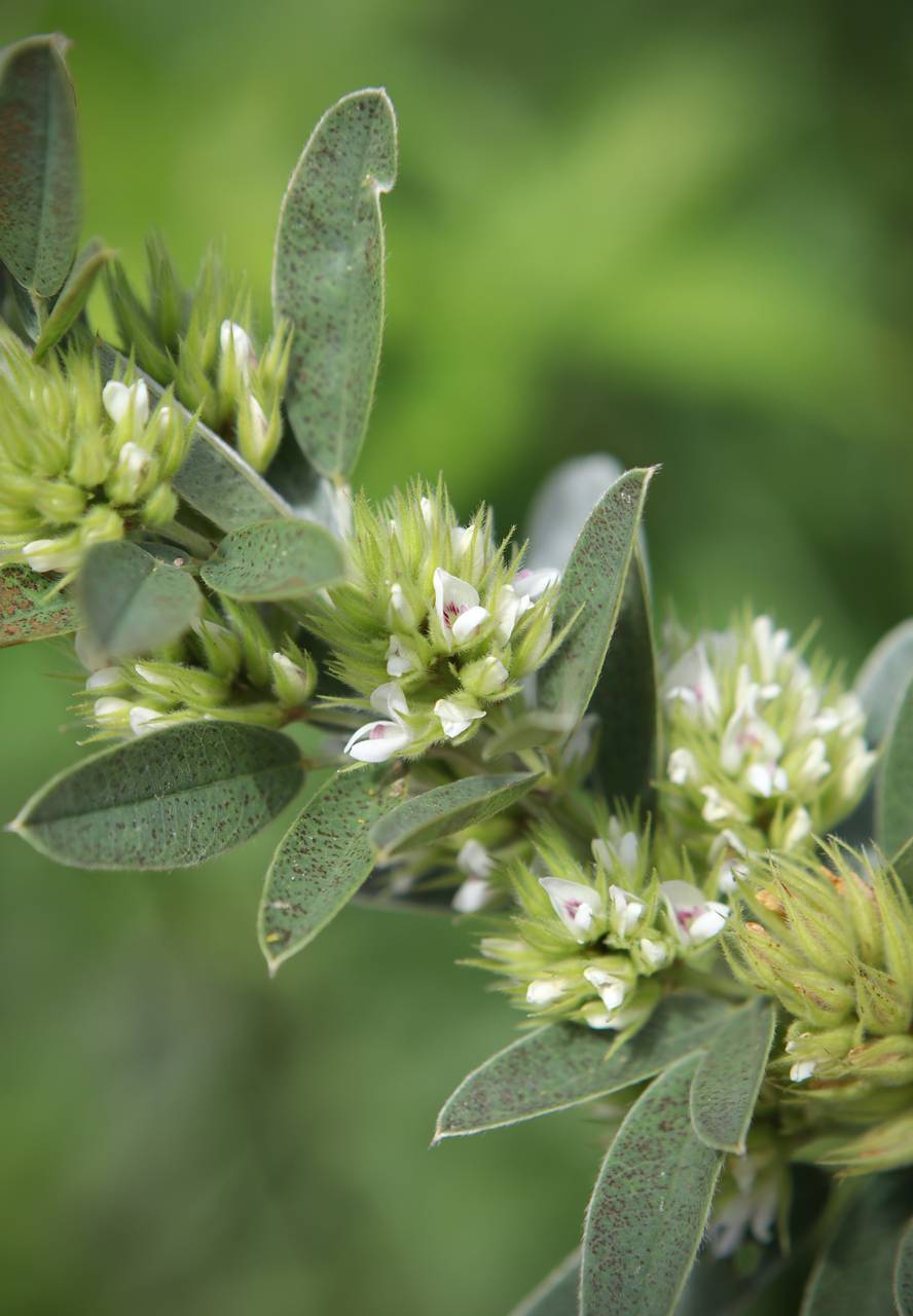 Photo of Round-Headed Bush Clover