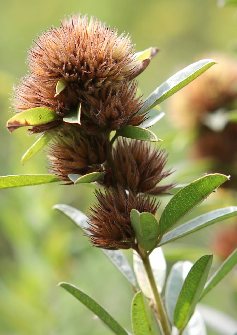 Photo of Round-Headed Bush Clover