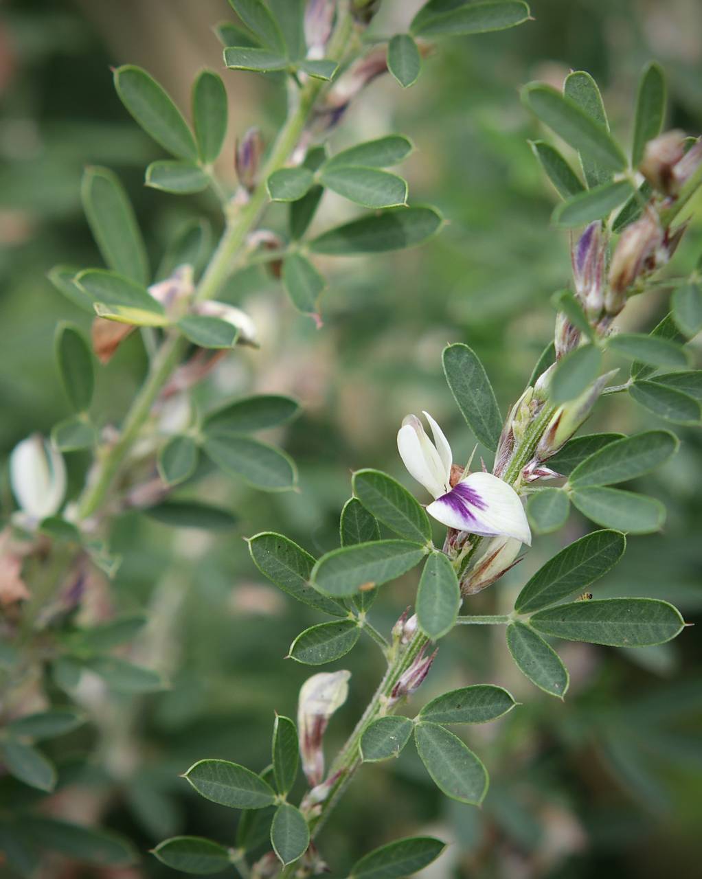 Photo of Chinese Lespedeza