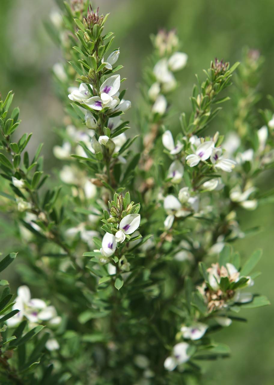 Photo of Chinese Lespedeza
