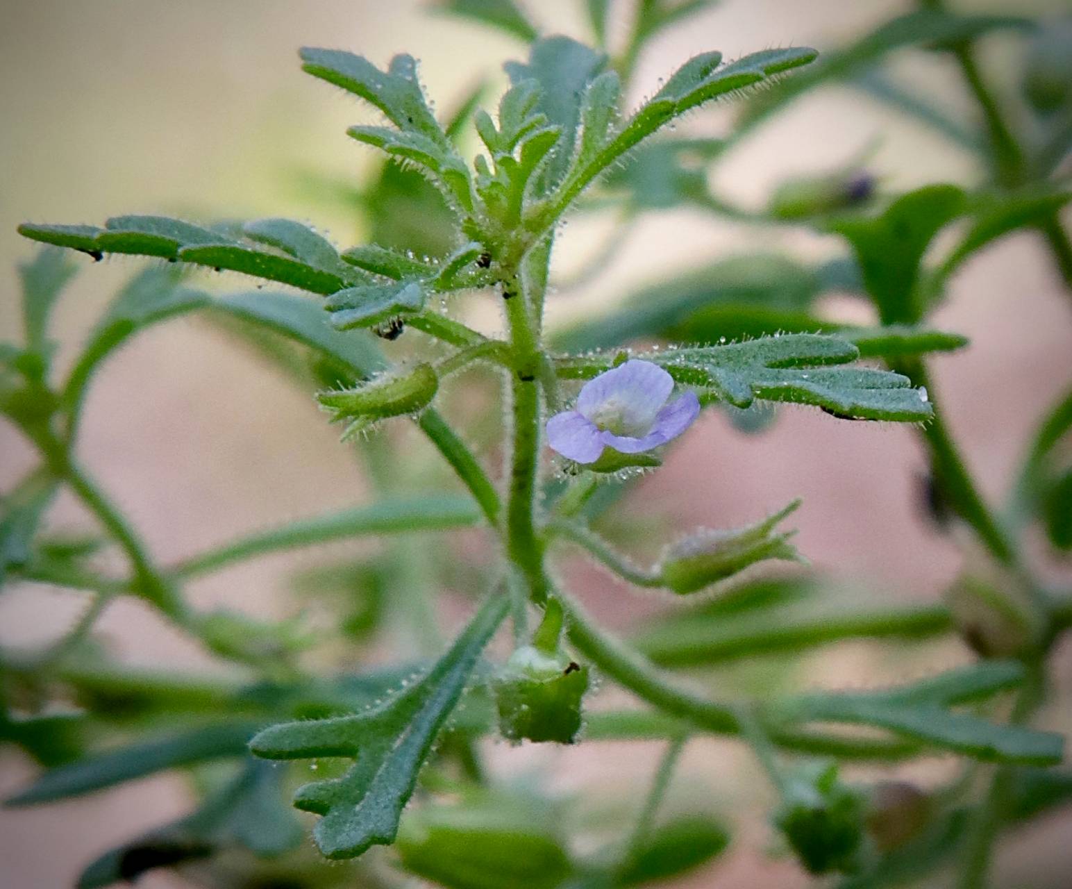Photo of Narrowleaf Paleseed