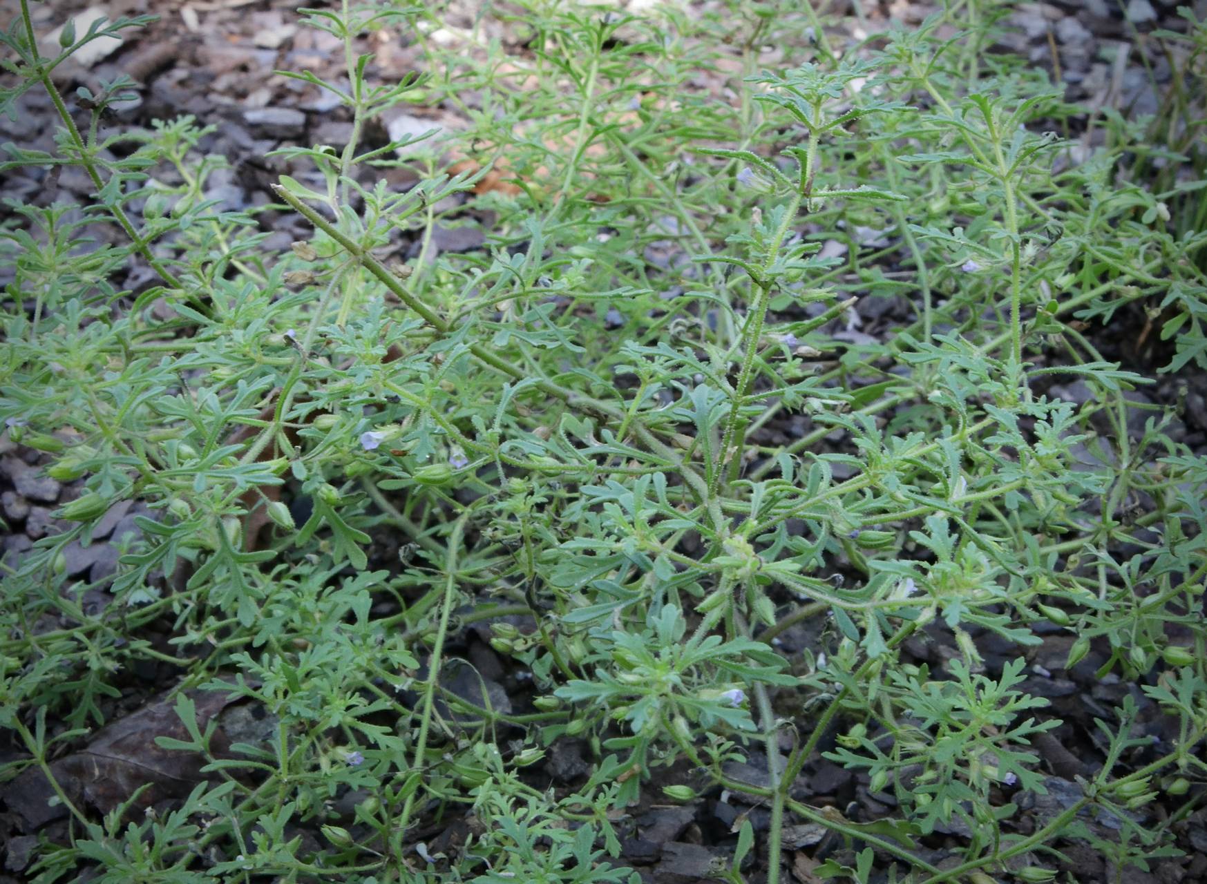 Photo of Narrowleaf Paleseed