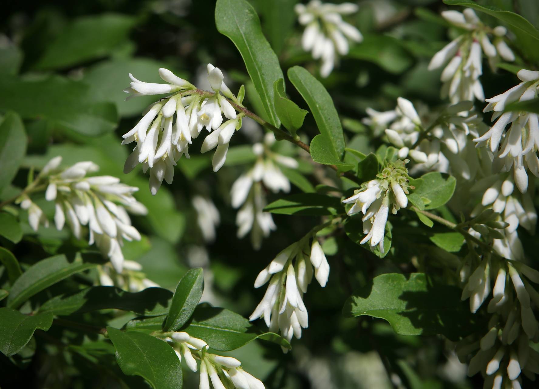 Photo of Common Privet