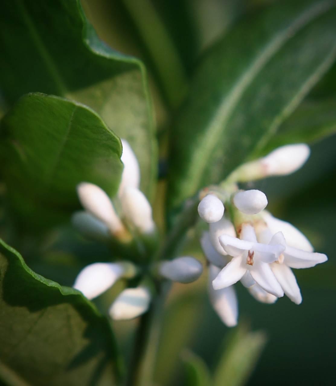 Photo of Common Privet