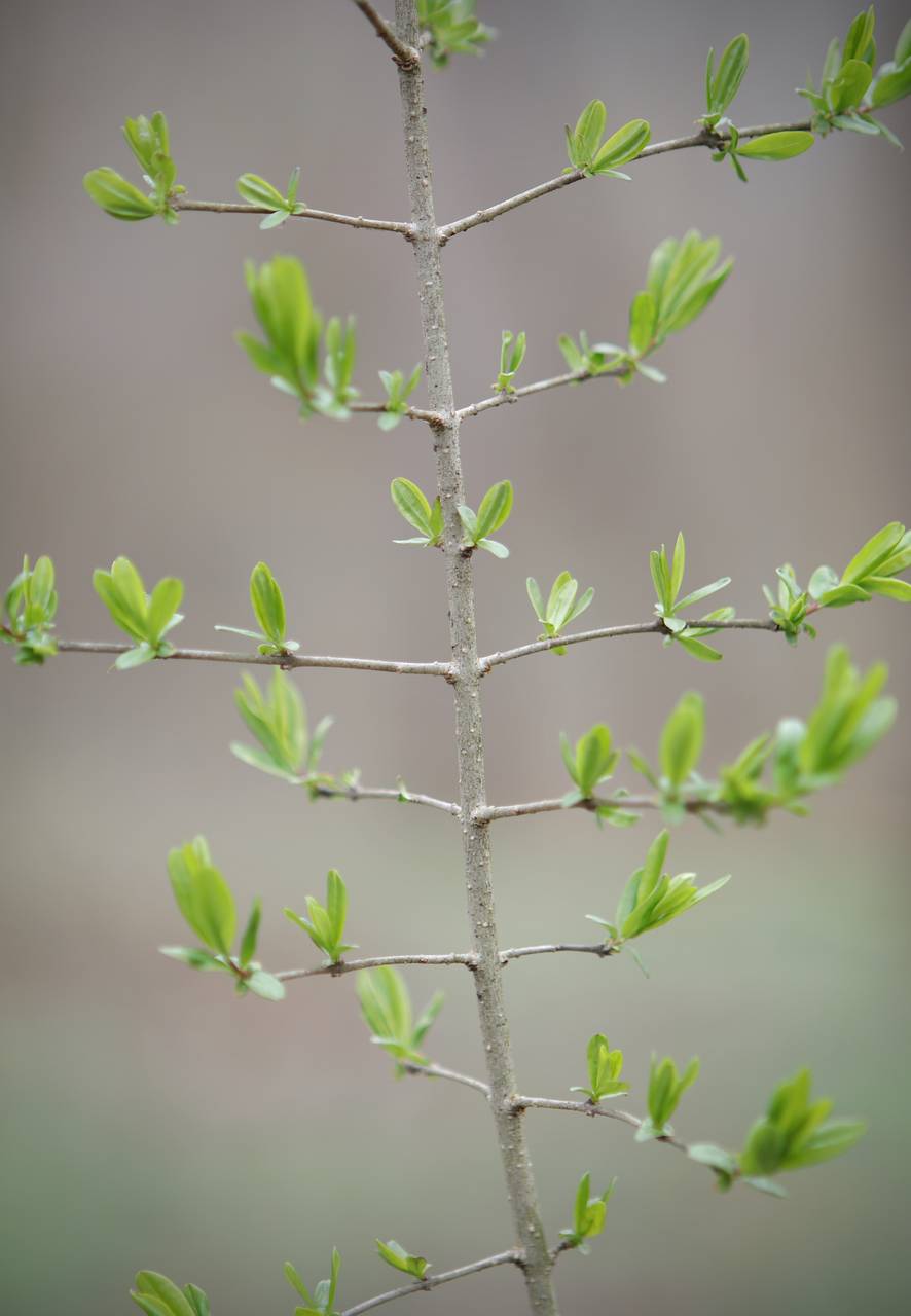 Photo of Common Privet